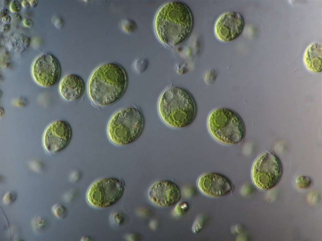 Одноклеточная хламидомонада. Зелёные водоросли хламидомонада. Водоросли хламидомонада и хлорелла. Зеленые водоросли хламидомонада хлорелла.