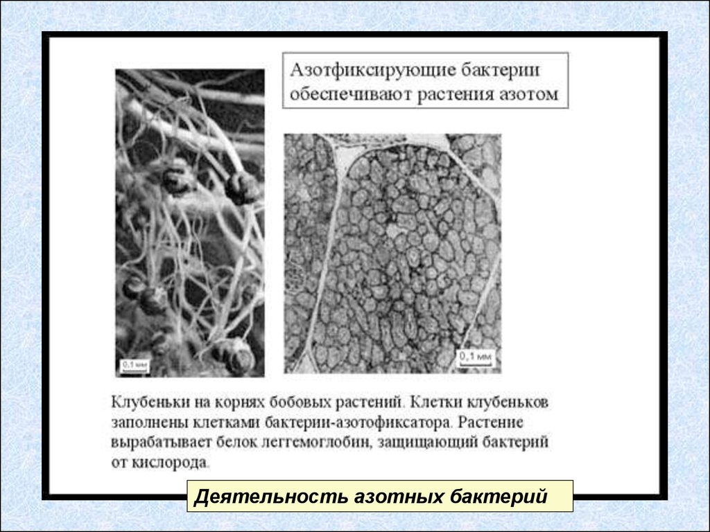 Азотфиксация почвы. Клубеньковые бактерии строение. Азотфиксирующие бактерии строение. Клубеньковые бактерии строение клетки. Азотфиксирующие бактерии симбионты.