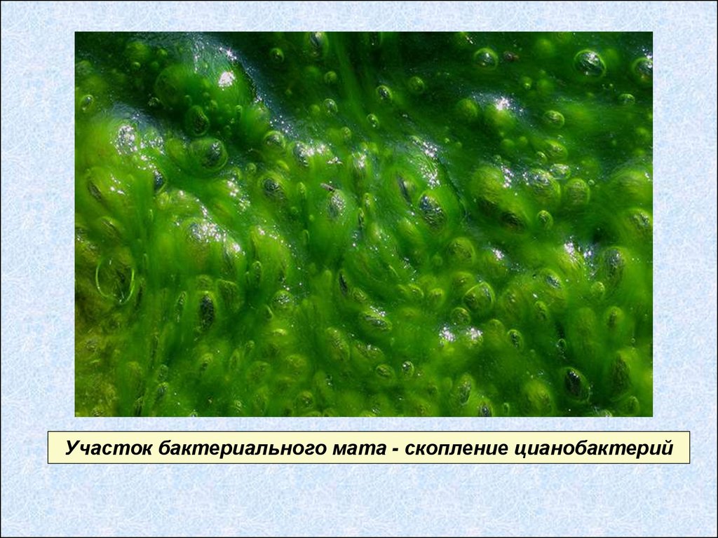 Тело водорослей не имеет органов и тканей. Синезеленые водоросли цианобактерии. Цветение воды цианобактерии. Отдел цианобактерии сине-зеленые водоросли. Цианобактерии одноклеточные водоросли.