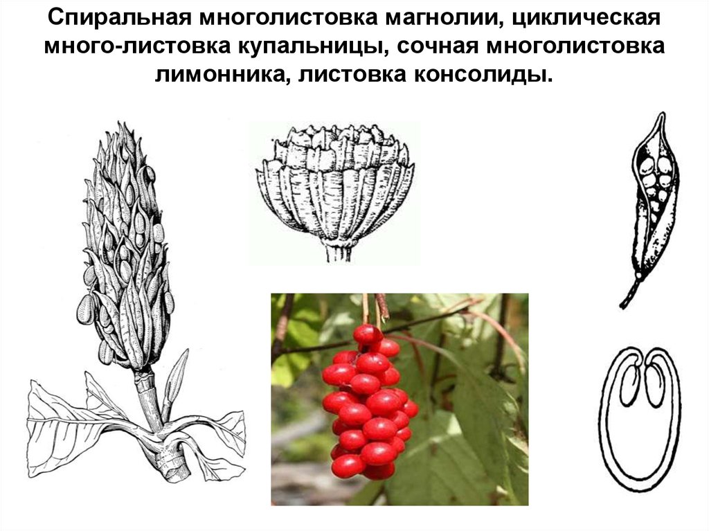 Плод листовка рисунок