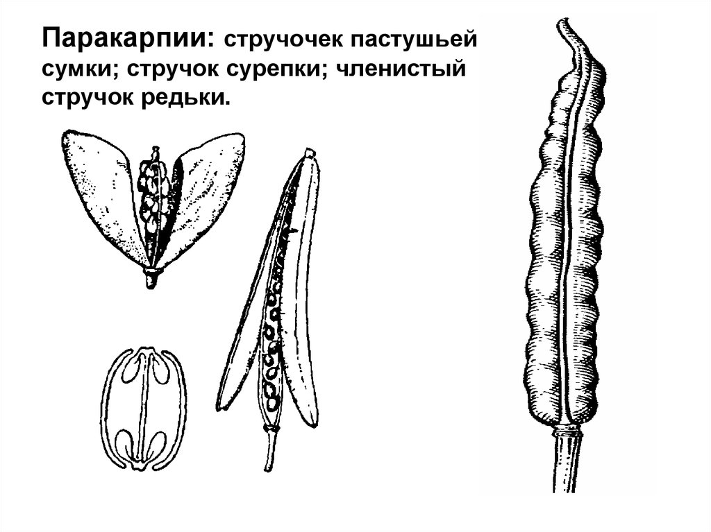 Пастушья сумка рисунок плода