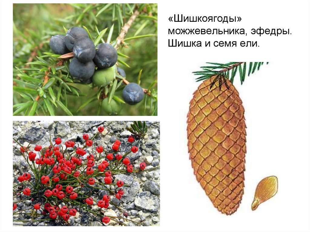 Плоды хвойных растений