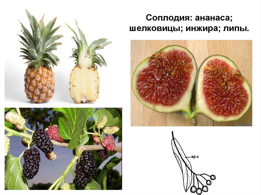 Простые плоды сложные плоды соплодия. Соплодие ананаса. Соплодие это в биологии 6 класс. Плод соплодие. Ананас строение плода.