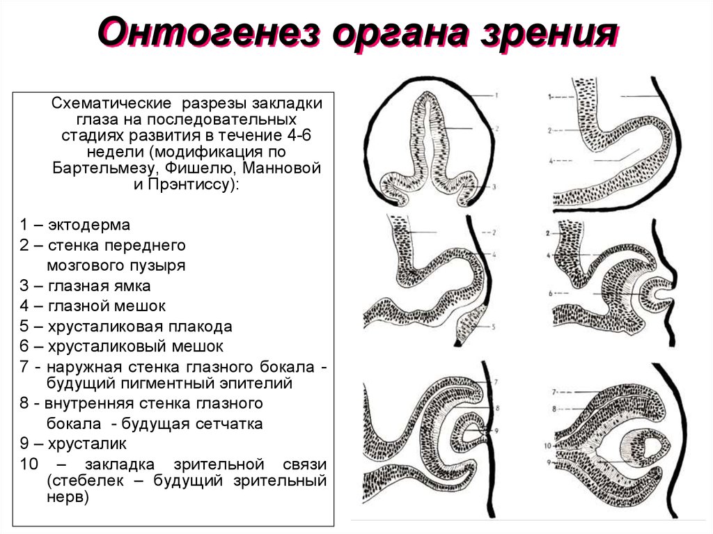 Формирование органов человека. Онтогенез органа зрения. Эмбриогенез органа зрения. Развитие органа зрения в фило- и онтогенезе. Источники развития органа зрения.