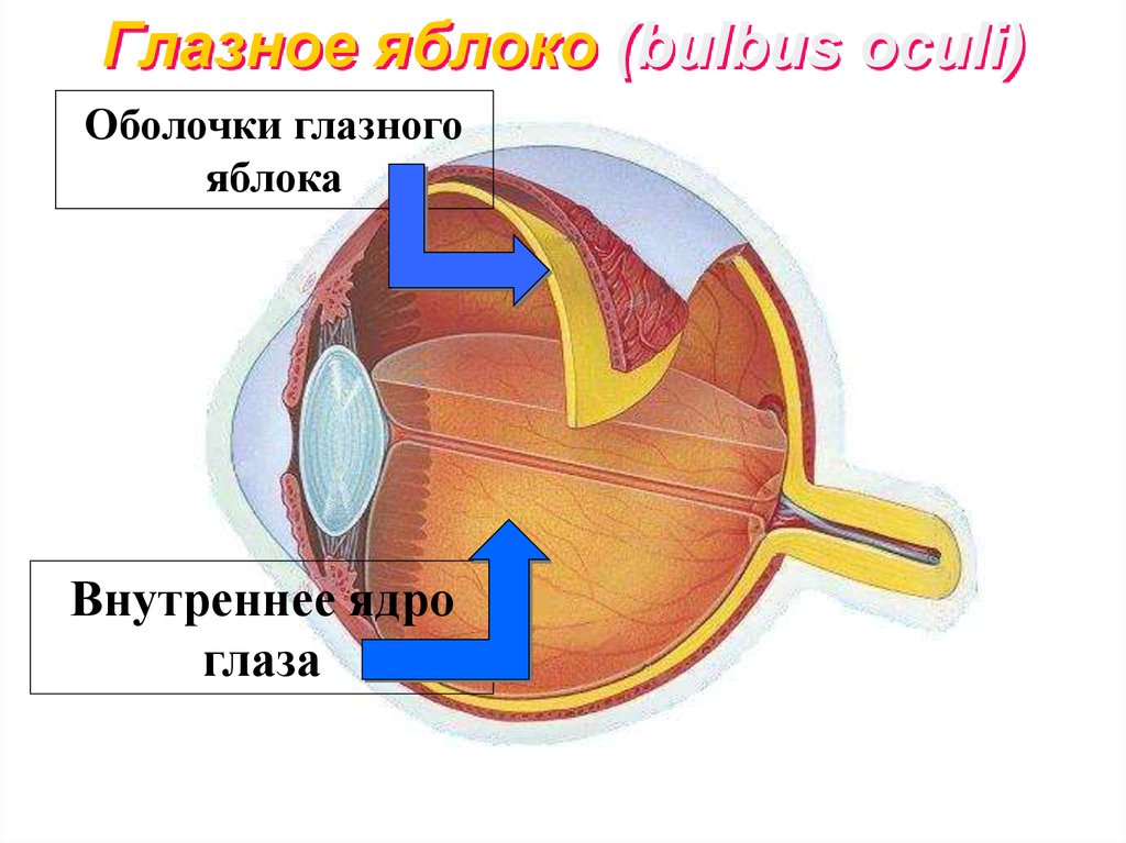 Оболочки глазного яблока у человека. Глазное яблоко (оболочки, внутреннее ядро глаза). Оболочки и ядро глазного яблока. Ядро глазного яблока строение и функции. Оболочки и внутреннее ядро глазного яблока.