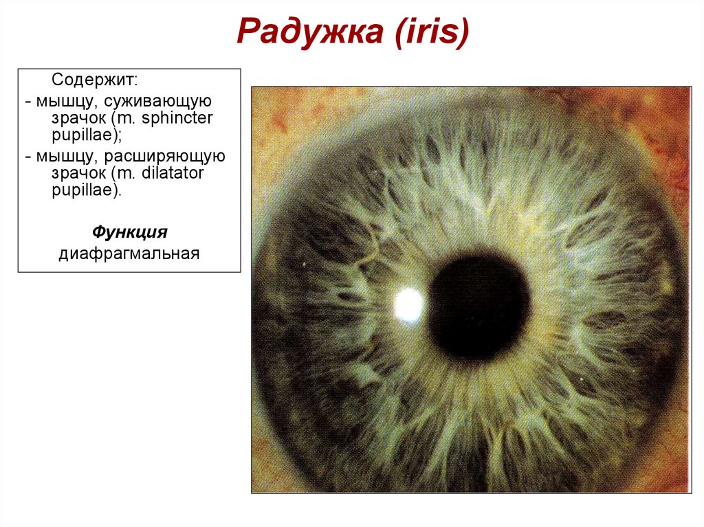 Функция зрачка. Радужка и зрачок анатомия. Радужная оболочка и зрачок строение. Функции Радужки глаза. Строение глаза зрачок радужка.