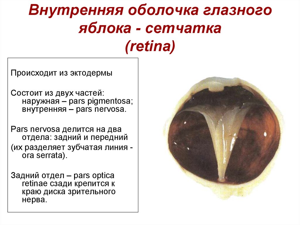 Внутри оболочки. Внутренняя оболочка глазного яблока. Внутренняя оболочка сетчатка. Внутренняя оболочка глаза сетчатка. Оболочки глазного яблока сетчатка.