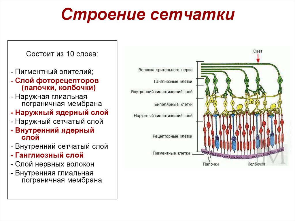 Структура сетчатки глаза. Строение слои клеток сетчатки. Сетчатка глаза строение слои. Строение слои клеток сетчатки глаза. Строение сетчатки глаза таблица.