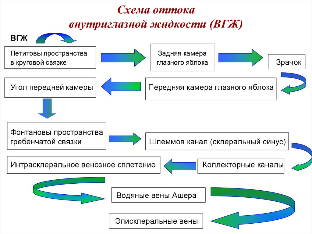 Схема оттока внутриглазной жидкости