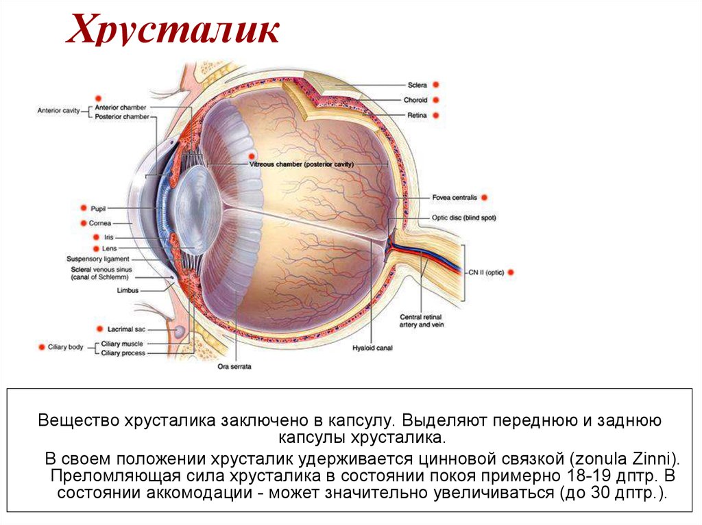 Какую форму имеет хрусталик. Строение хрусталика глаза. Строение глазного хрусталика. Строение хрусталика глаза анатомия. Строение хрусталика глаза человека.