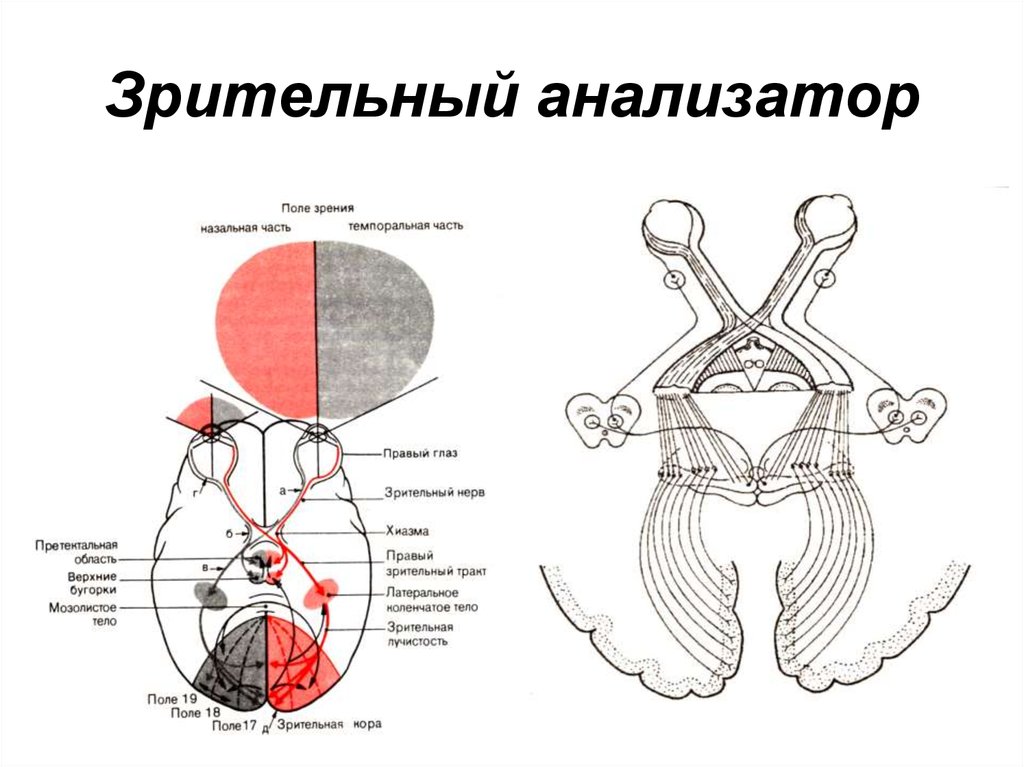 Части анализатора рисунок. Схема анализатора зрения. Схема зрительного анализатора 8 класс. Строение зрительного анализатора схематично. Схема работы зрительного анализатора человека.