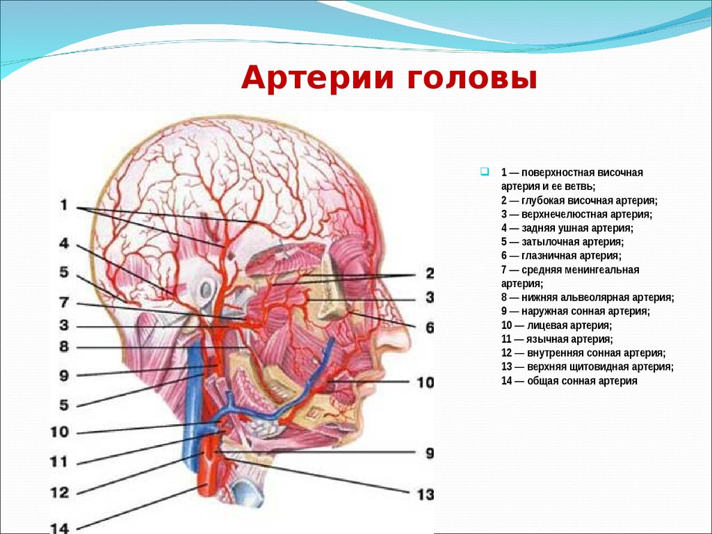 Шейные артерии схема