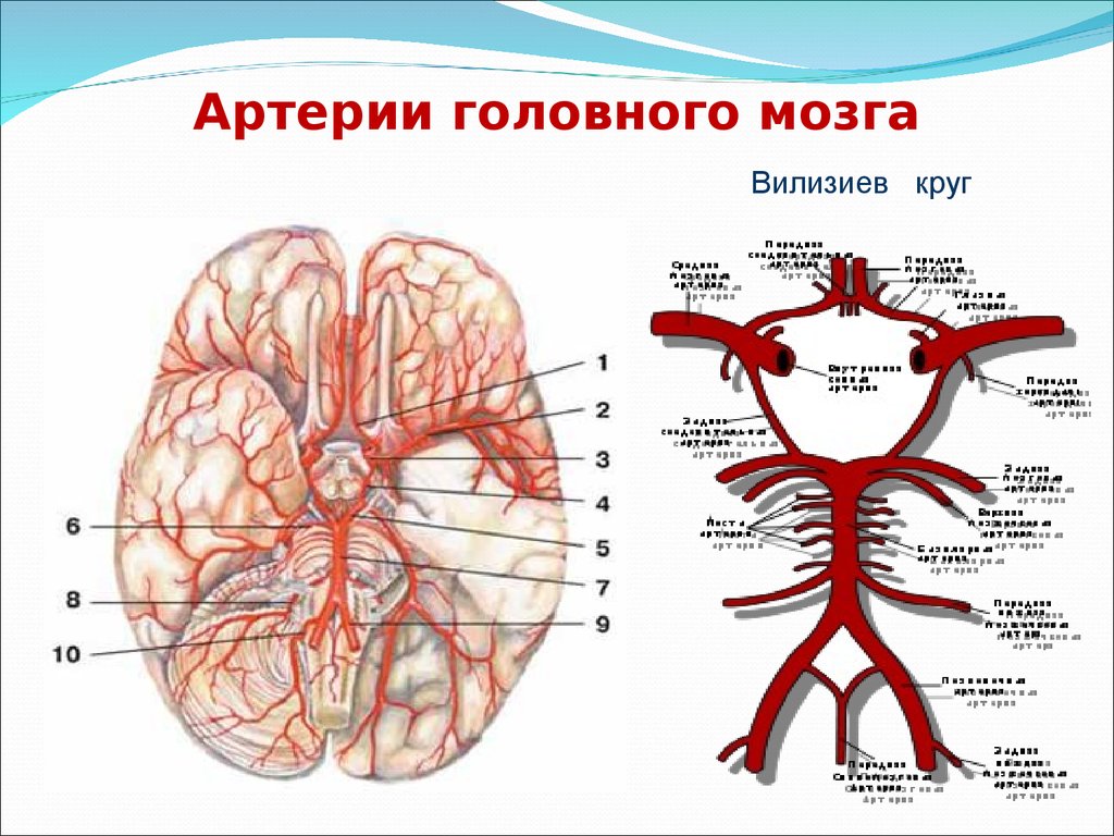 Поступление крови в мозг. Кровеносная система головного мозга человека схема. Кровообращение мозга. Виллизиев круг.. Основная артерия головного мозга анатомия. Кровоснабжение головного мозга анатомия артерии.