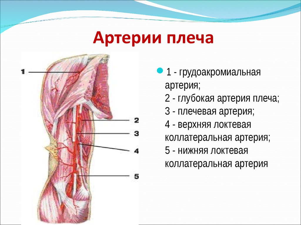 Внутренняя поверхность плеча. Ветви плечевой артерии и глубокой артерии плеча. Плечевая артерия кровоснабжает мышцы. Плечевая артерия анатомия топография. Коллатеральные артерии плечевой артерии.