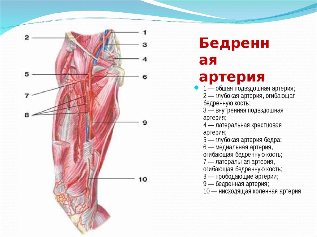 Поверхностная бедренная. Ветви бедренной артерии анатомия. Глубокая артерия бедра топографическая анатомия. Медиальная огибающая артерия бедра. Медиальные ветви бедренной артерии.