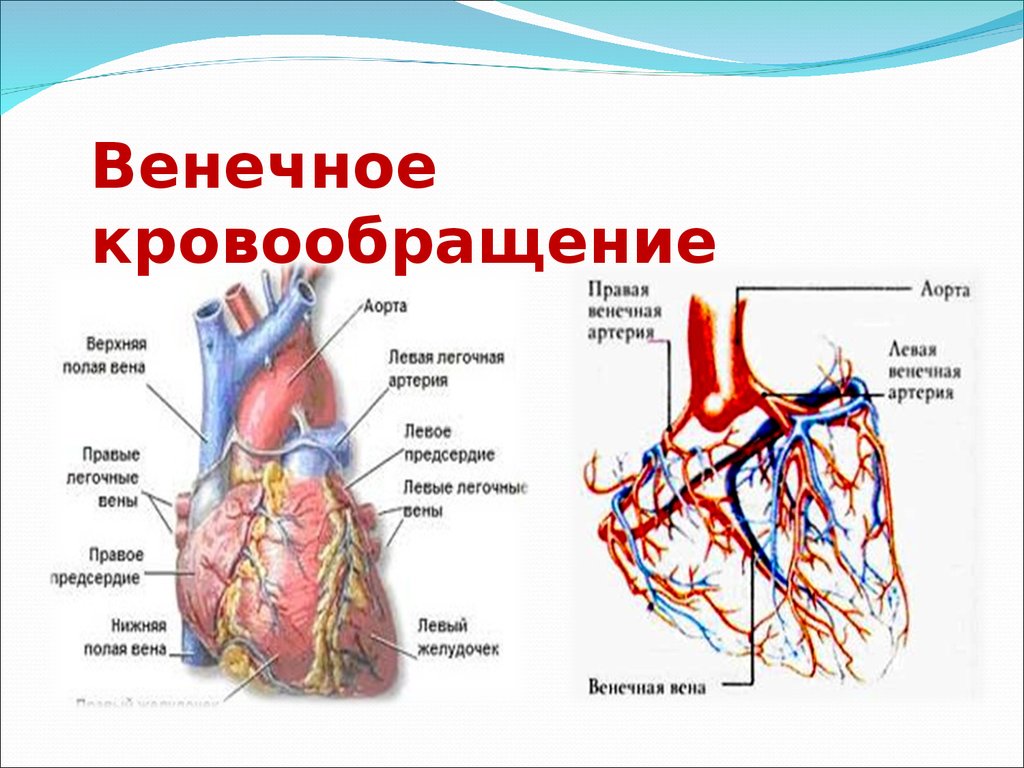 Кровообращения передней. Венечный круг кровообращения схема. Строение сердца, сосуды (артерии и вены). Строение сердца коронарные сосуды. Венечный коронарный круг кровообращения.