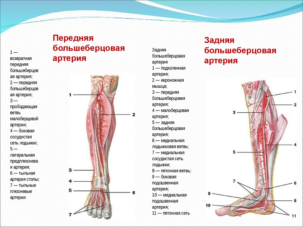 Берцовая артерия