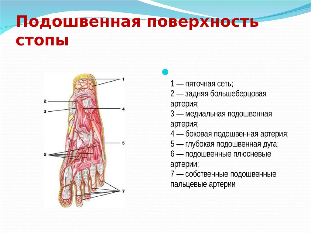 Артерии стопы схема