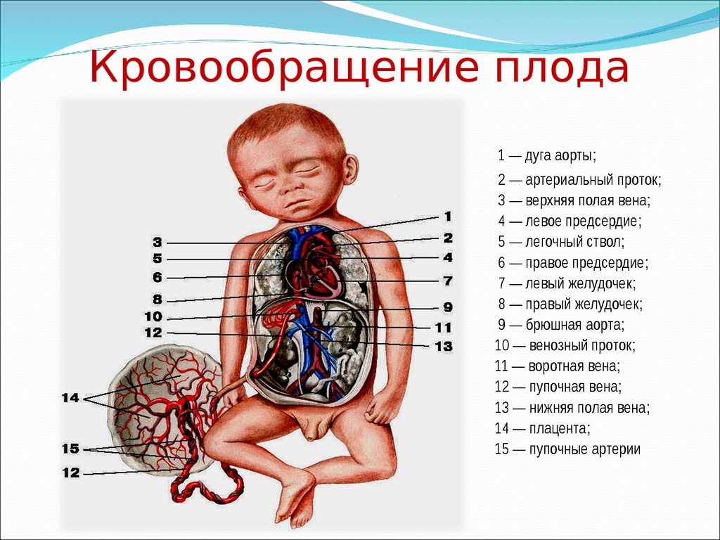 В пуповине расположены сосуды. Схема строения круга кровообращения плода. Особенности строения сердца плода и плацентарное кровообращение.. Плацентарное кровообращение плода схема. Схема кровообращения плода схема.