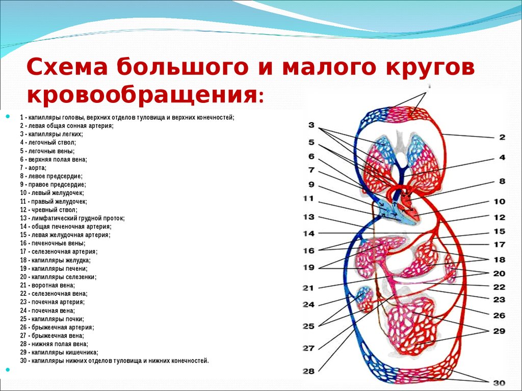 Укажите название органа кровеносной системы человека. Малый круг кровообращения человека схема. Большой круг кровообращения схема. Большой круг и малый круг кровообращения схема. Схема сосудов большого круга кровообращения у человека.