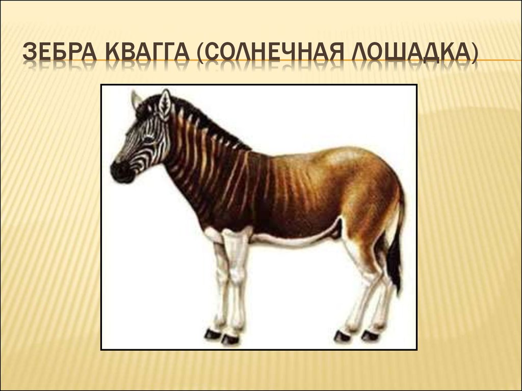 Последняя квагга