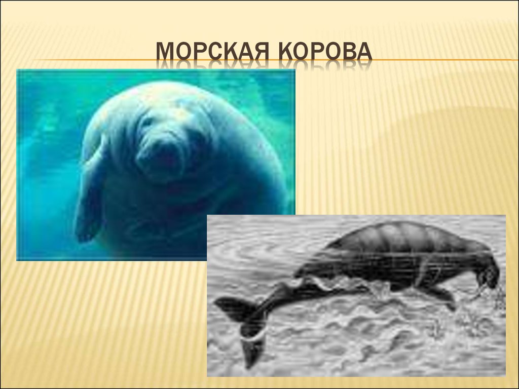 Проект о морской корове