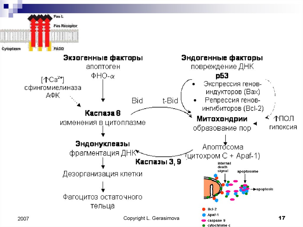 Рецепторы фактора некроза опухоли. Нарушение функций клеток. Перестройка генов т клеточного рецептора. Функции клеток памяти.