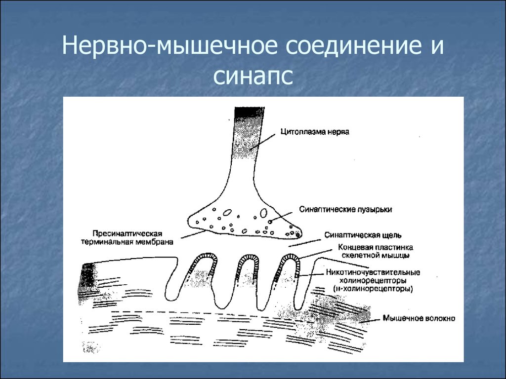 Медиатор нервно мышечного синапса