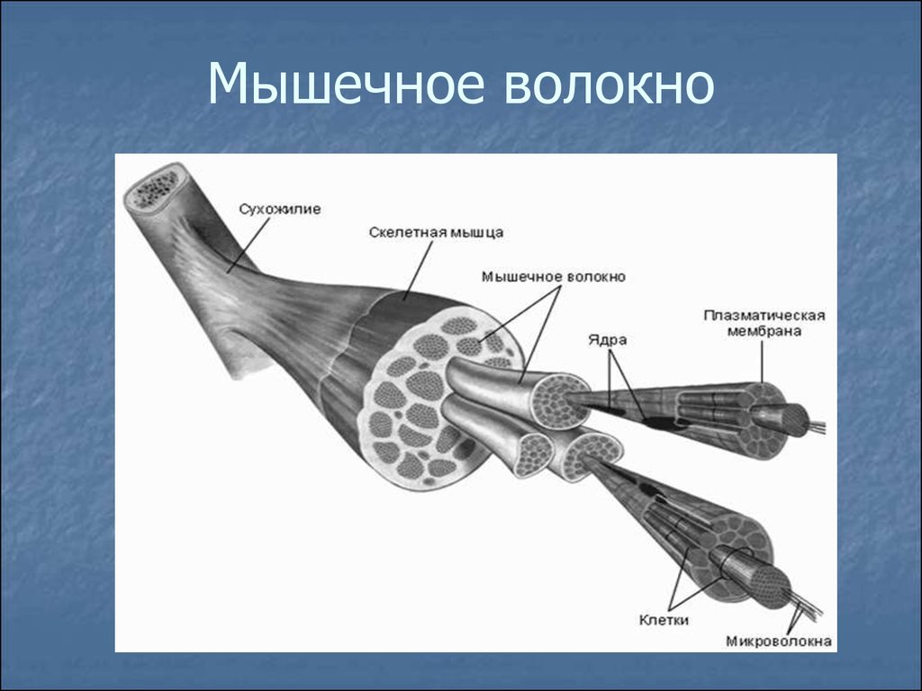 Мышечное волокно это. Строение мышечного волокна рисунок. Схема строения скелетной мышцы. Строения мышечного волокна с подписями. Обозначьте структуры скелетного мышечного волокна.