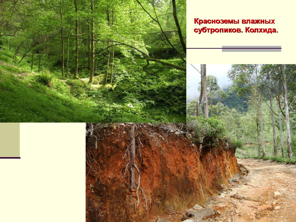 Почва субтропической зоны. Краснозем профиль почвы. Краснозем субтропиков. Почвы субтропиков в России. Красноземы и желтоземы.