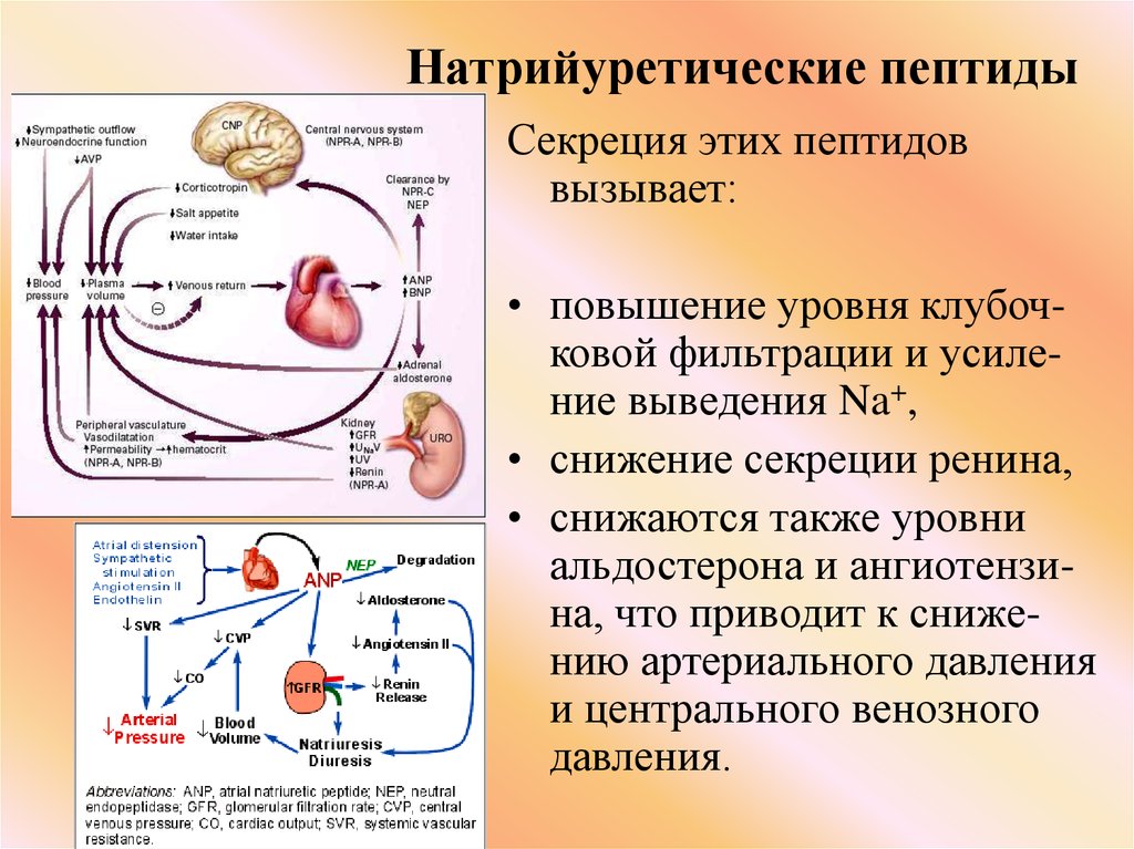 Определение пептида 32 мозга что это. Схема действия натрийуретического гормона. Натрийуретический пептид клетки мишени. Натрийуретический гормон рецепторы. Натрийуретический пептид механизм.