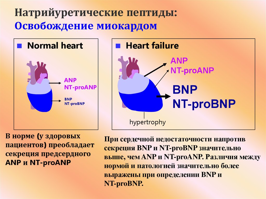 Анализ натрийуретический пептид 32 мозга. Мозговой натрийуретический пептид (NT-PROBNP) норма. NT Pro BNP натрийуретический пептид. Мозговой натрийуретический пептид при сердечной недостаточности. Уровень натрийуретического пептида при ХСН.