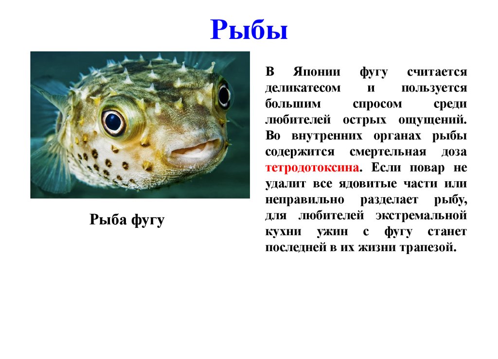 Слит и рыба. Сообщение о рыбе фугу. Фуга рыба ядовитая факты. Рыба фугу интересные факты. Рыба фугу презентация.