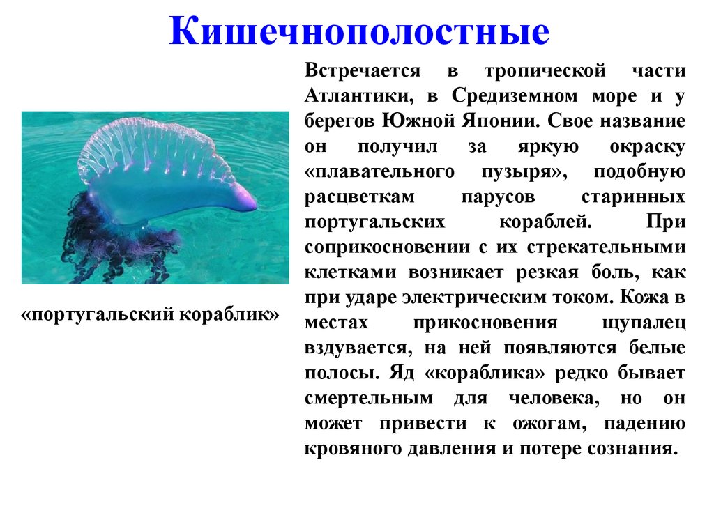 Представитель сообщение. Кишечнополостные. Сообщение о кишечнополостных. Кишечнополостные доклад. Сообщение Тип Кишечнополостные.