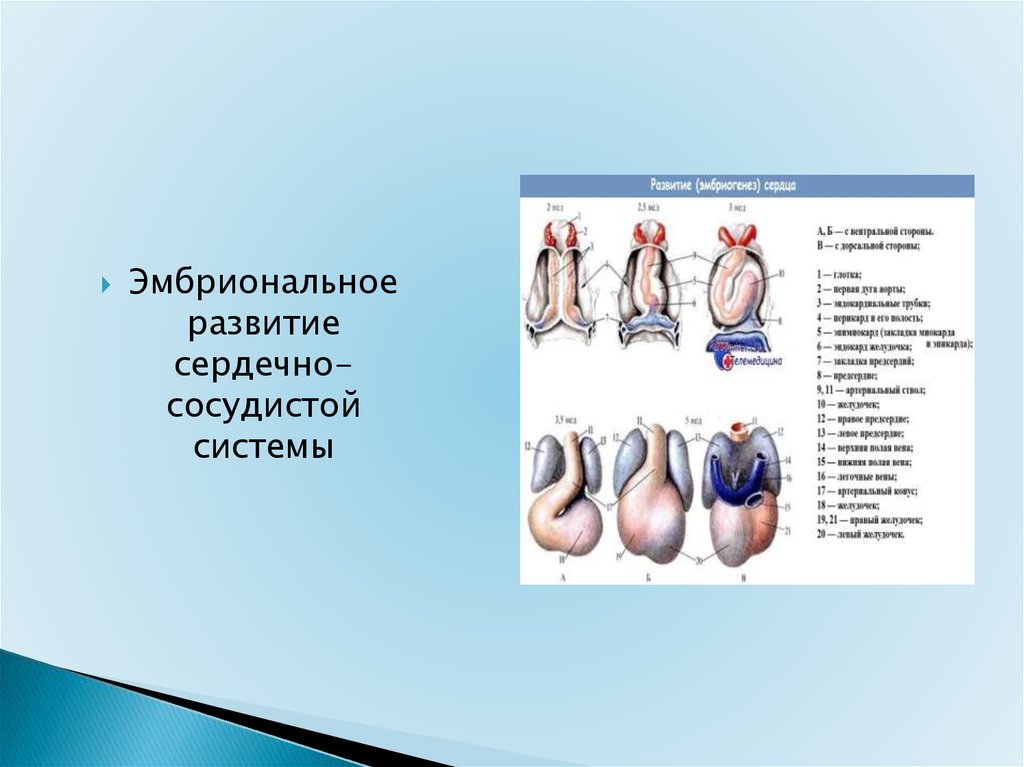 Анатомо физиологические особенности сердечно сосудистой системы