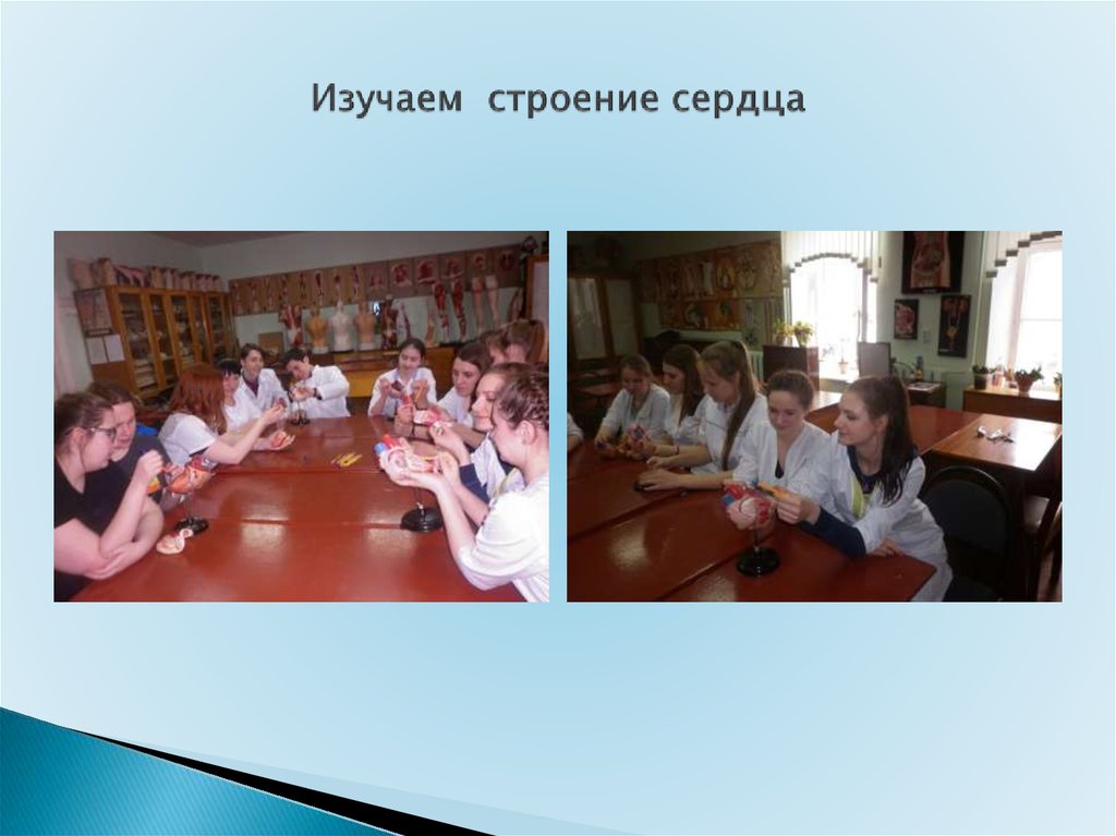 Изучаем строение сердца