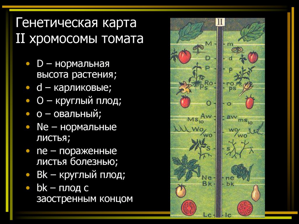 Генетические карты хромосом презентация