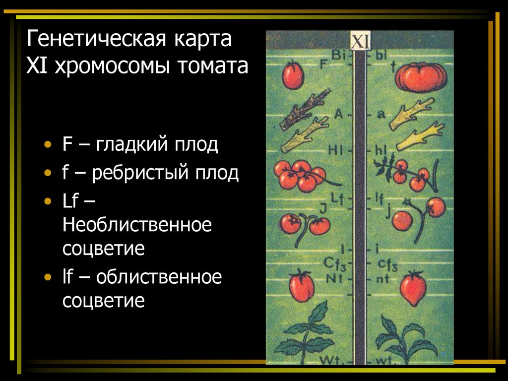 Генетические карты хромосом. Генетическая карта хромосомы томата. Генетическая карта 2 хромосомы томата. Генетическая карта помидора. Хромосомные карты том АТ А.