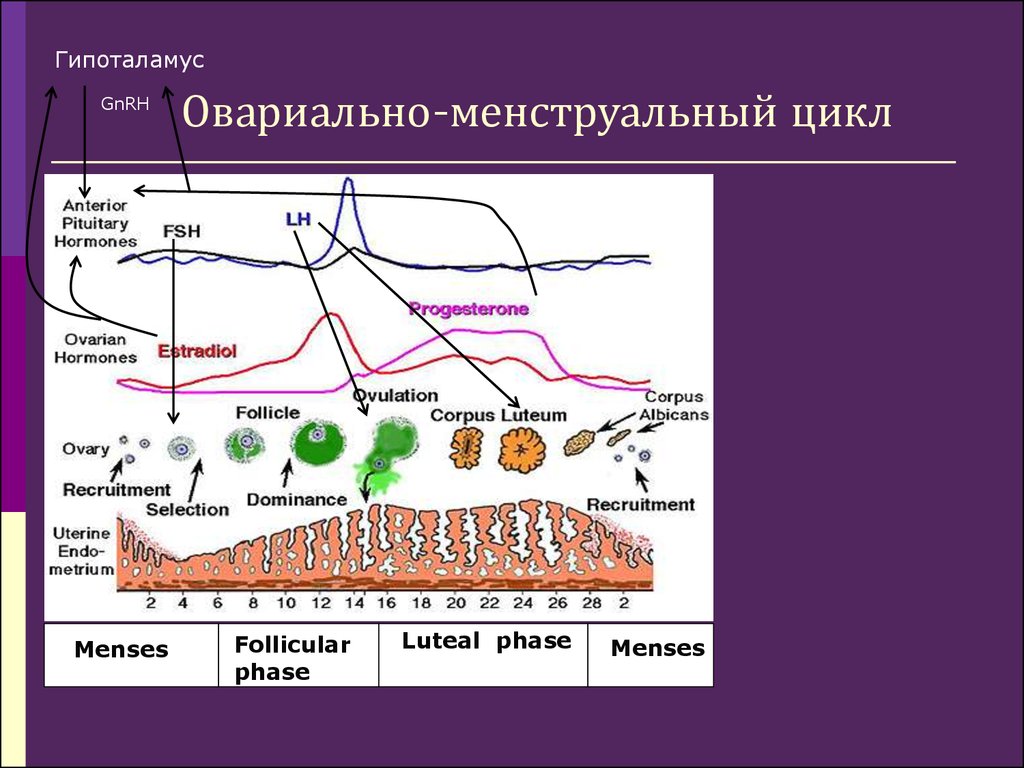 Цикл месячных схема