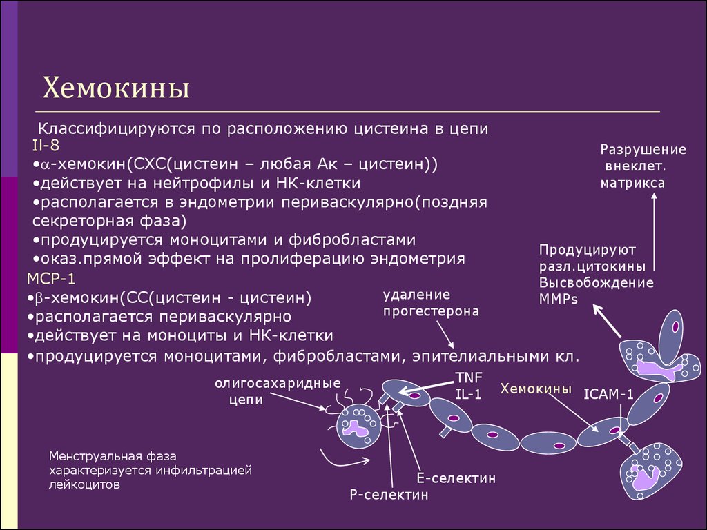 Хемокины. Хемокины il8. Функции хемокинов и их рецепторов. Классификация хемокинов иммунология. Строение и функции хемокинов и их рецепторов.