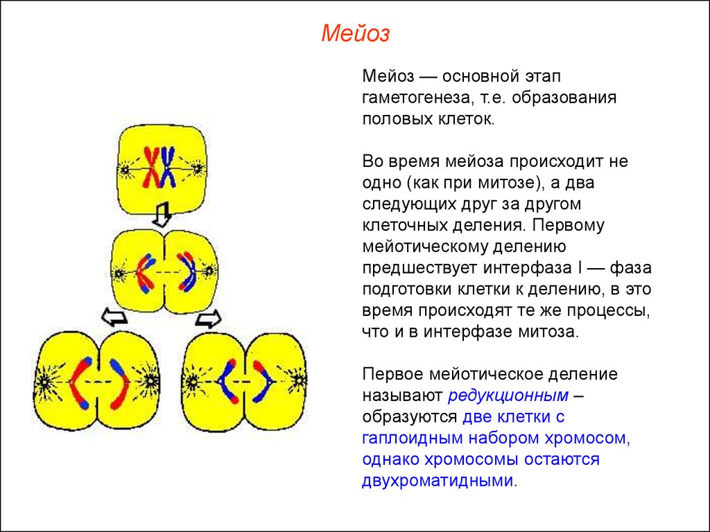 Гаплоидная клетка с двухроматидными хромосомами. Рекомбинация генетического материала митоз. Биологическое значение деление мейоза. После первого деления мейоза. После первого деления мейоза образуются.