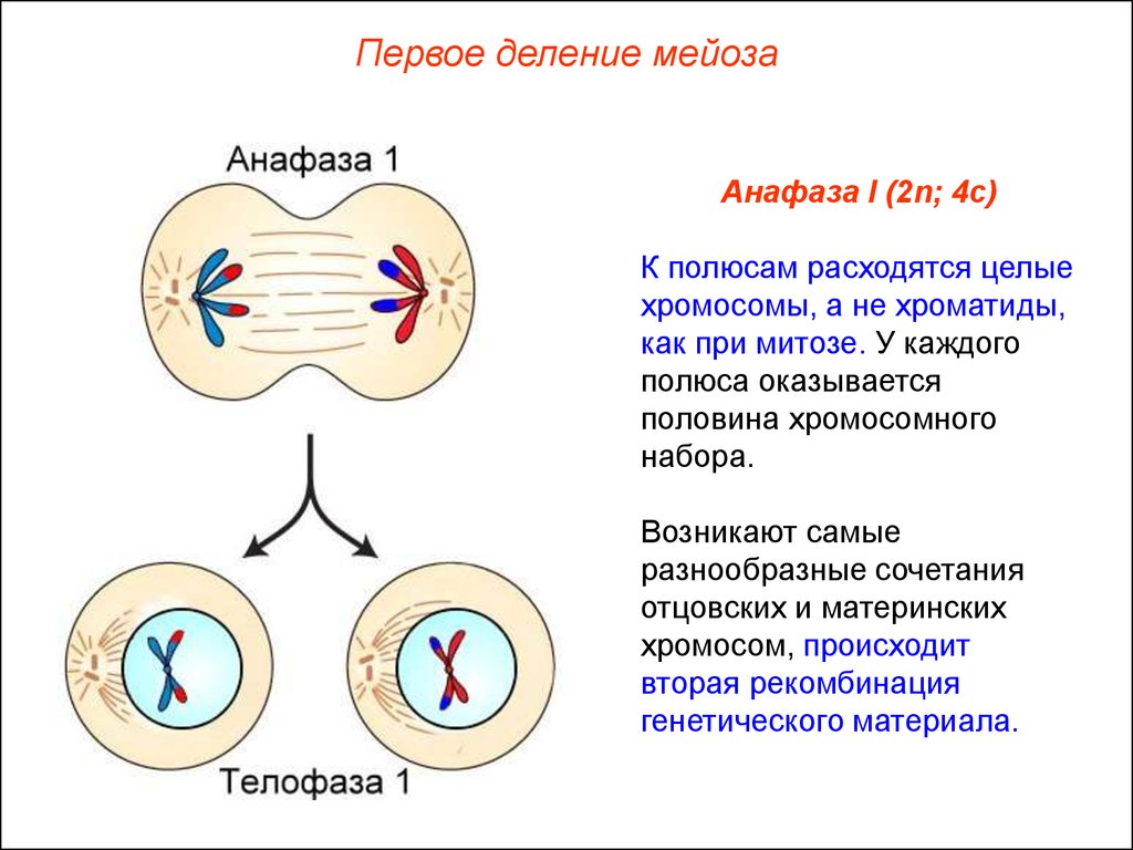 События при делении клетки. Мейоз 2 анафаза 2. Анафаза 1 деления мейоза. Фазы мейоза первое и второе деление. Анафаза второго деления мейоза.