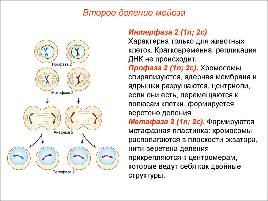 Хромосомы двухроматидные в какой фазе мейоза. 1 Деление мейоза набор хромосом. Мейоз деление 1 интерфаза 1. Фазы деления клетки мейоз 2. Набор хромосом после мейоза 1.
