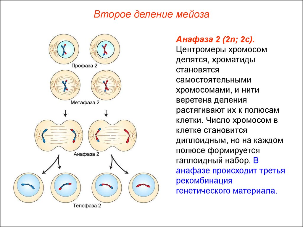 Деление клеток спорангия мейозом. Деление клетки мейоз анафаза 2. Набор клетки мейоза 2. Анафаза 2 деления мейоза. Мейоз 2 набор хромосом.
