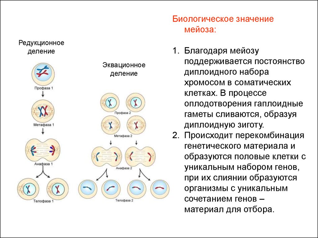 Зигота делится мейозом. Фазы мейоза хромосомы. Формулы этапов мейоза. Митоз схема с набором хромосом. Мейоз 1 основные процессы.