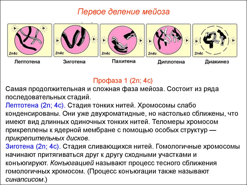 Спирализация хромосом конъюгация. Профаза диптотема мейоз. Профаза 1 лептотена таблица. Характеристика профазы 1 мейоза. Диплотена диакинез.
