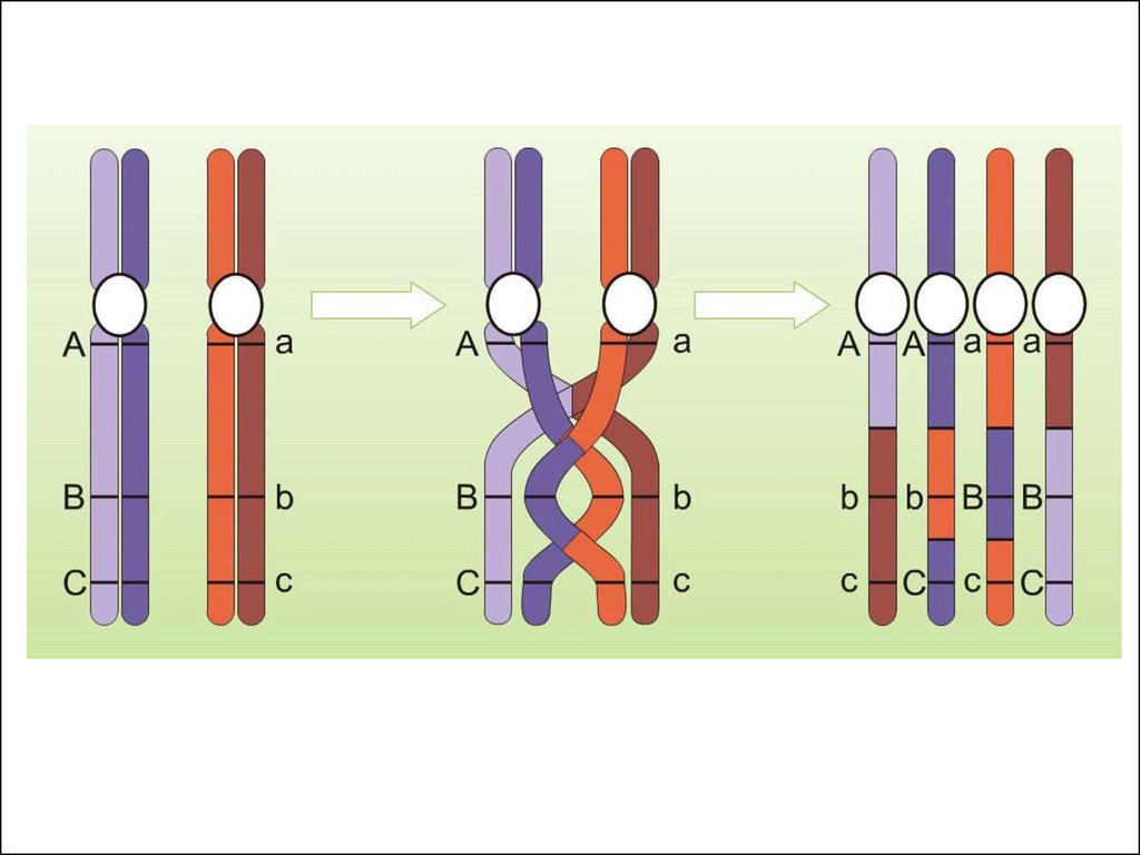 Различные аллельные гены. Схема кроссинговера хромосом. Сцепленные гены кроссинговер. Репликация конъюгация кроссинговер. Конъюгация и кроссинговер.