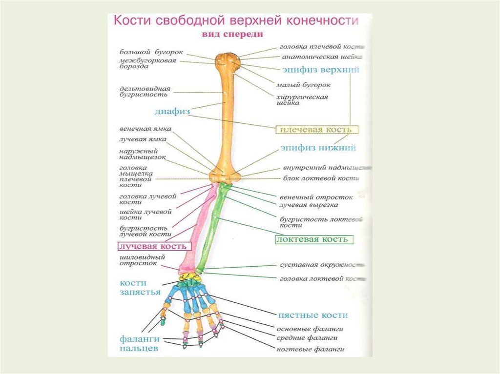 Соединения свободных конечностей. Кости и соединения костей верхней конечности. Кости свободной части верхней конечности. Кости свободной верхней конечности и их соединения. Соединения верхних конечностей анатомия.