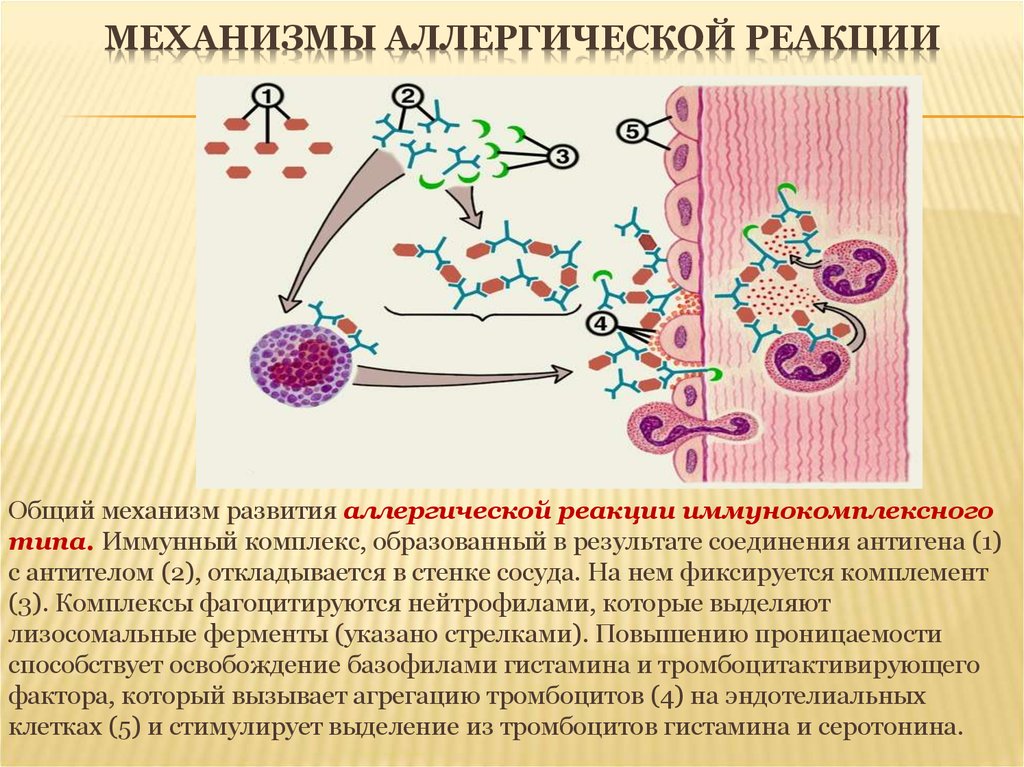 Аллергическая реакция презентация. Механизм развития аллергического процесса иммунология. Механизм развития аллергической реакции 3 типа. Механизм действия аллергенов. Механизмы формирования аллергической реакции организма.