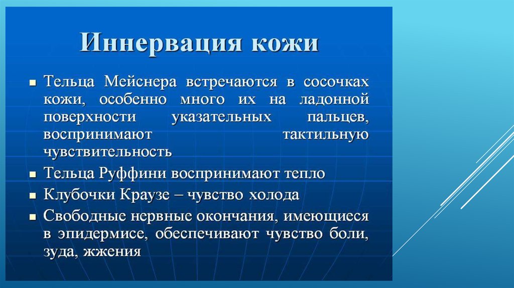 Особенности кожицы. Что воспринимают клубочки Краузе.